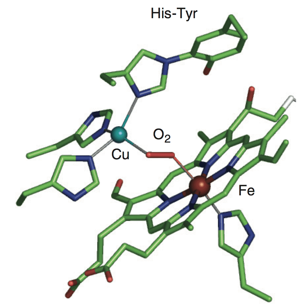 Cytochrome C Structure And Function