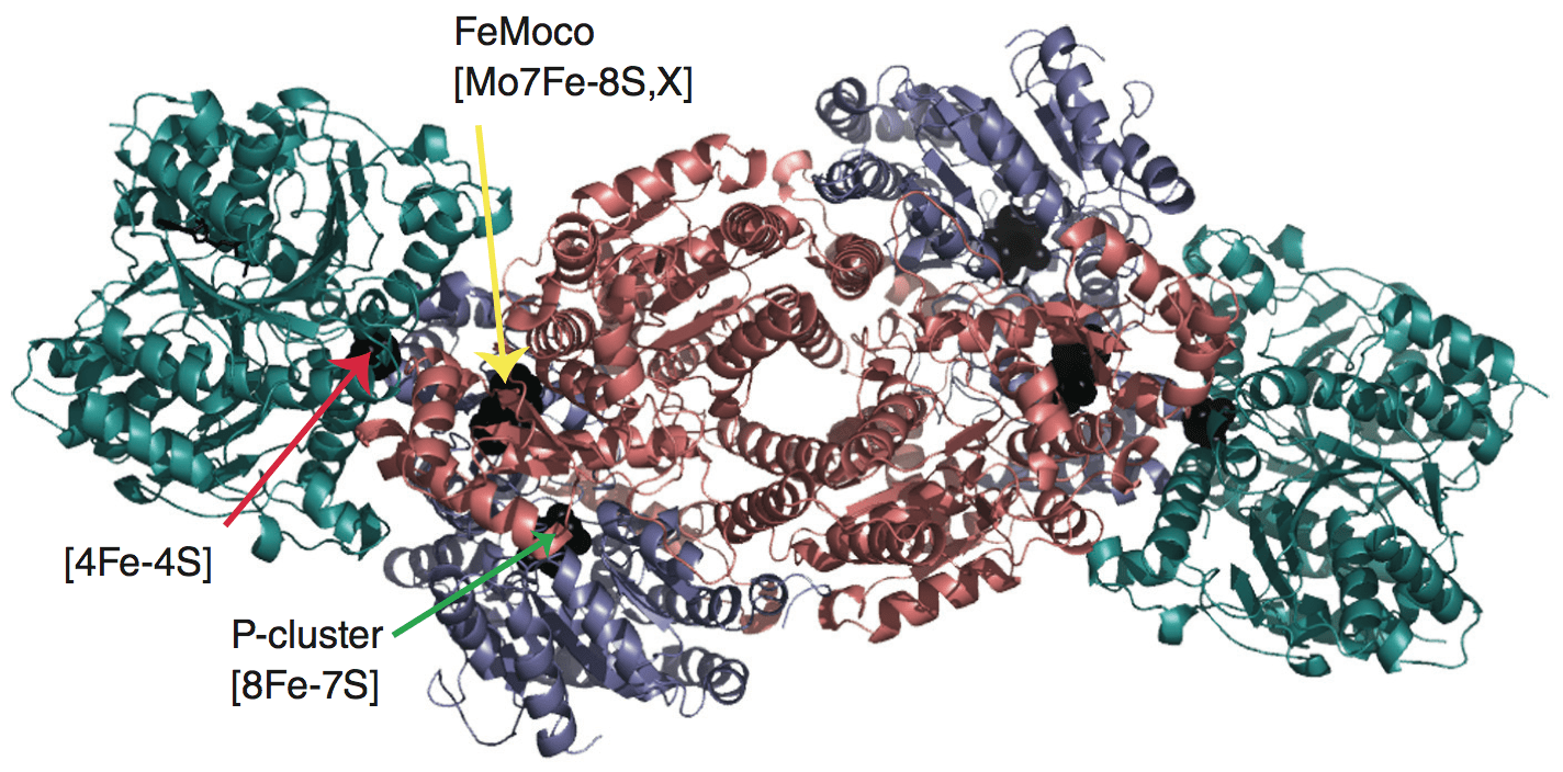 Structure of Nitrogenase