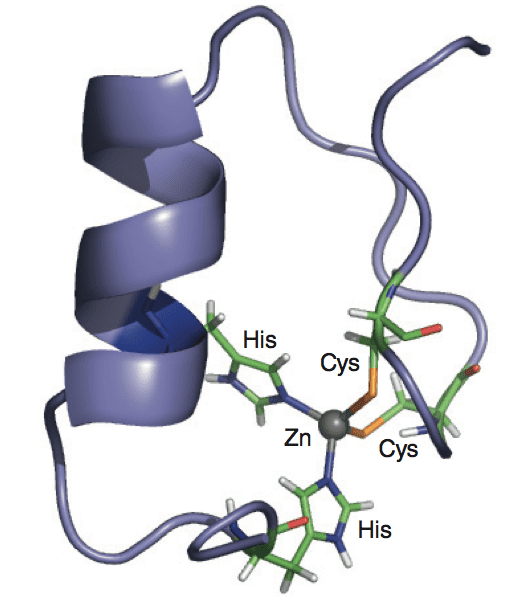 Zinc Finger Interacting Protein at John Stephens blog