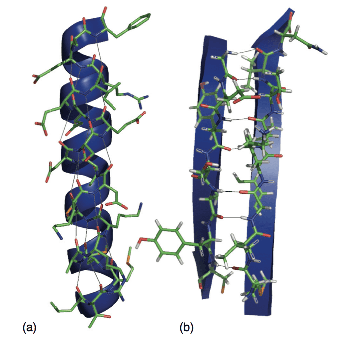 α helix & β sheet Protein secondary structure
