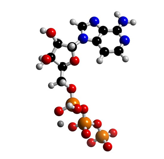 atp4Mg