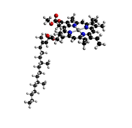 chlorophyll