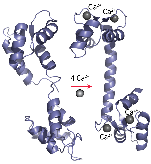 calmodulin