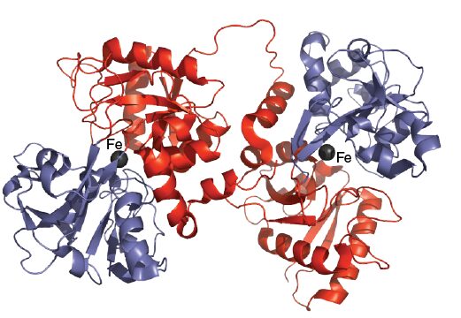transferrin