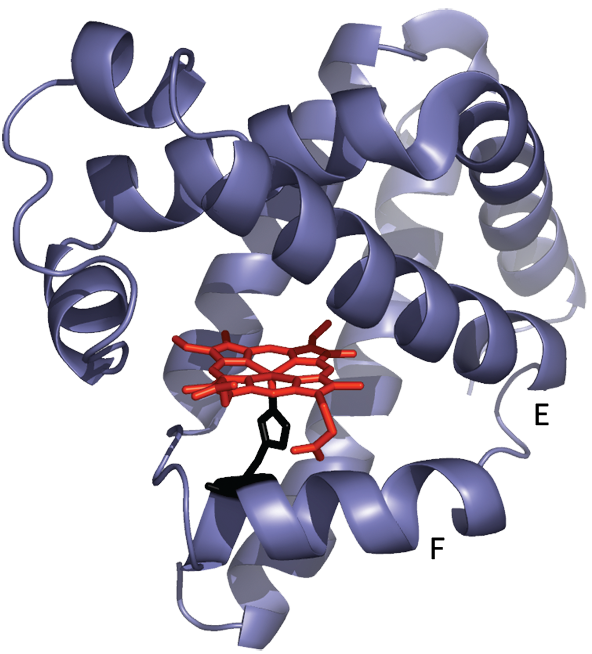 myoglobin
