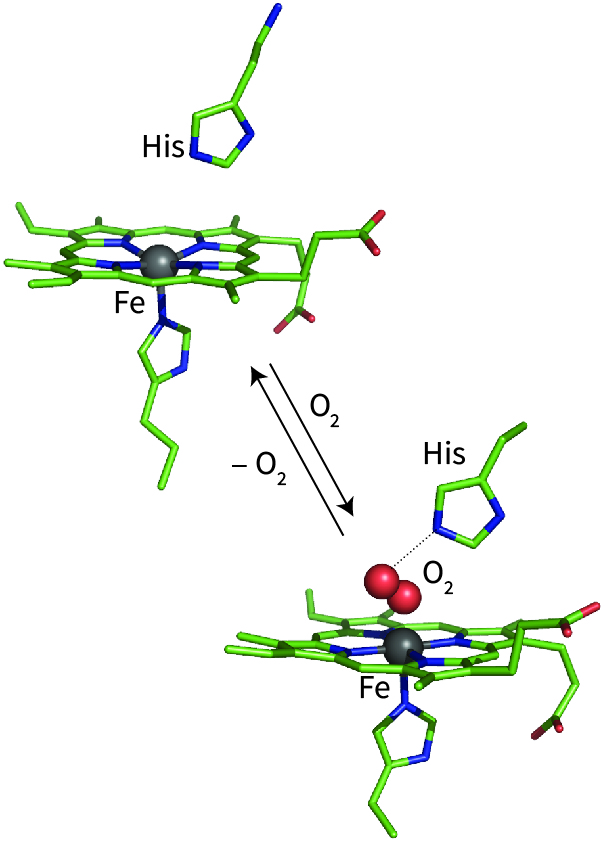 oxygen bound myoglobin