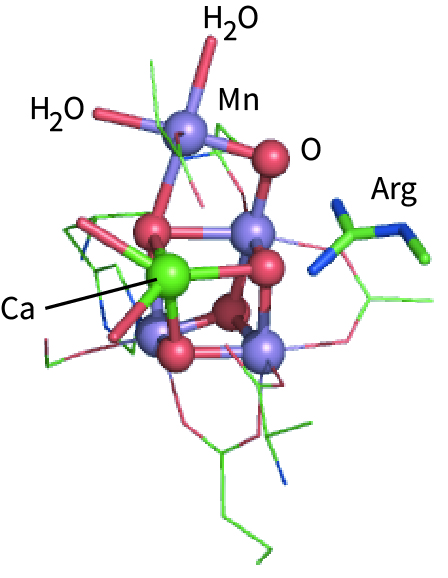 [4MnCa-5O] active site of OEC