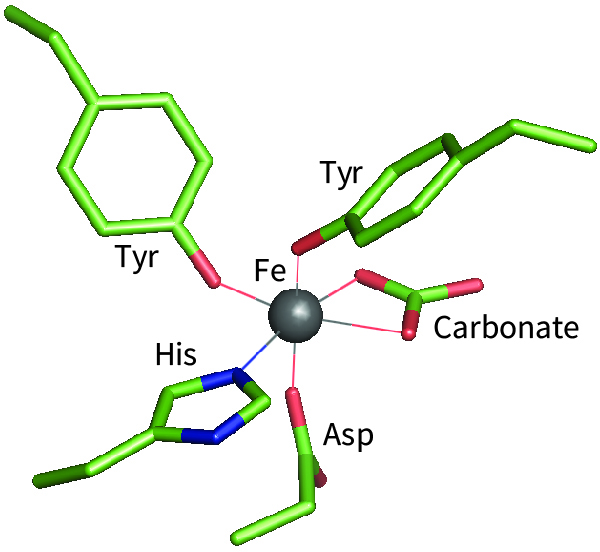 transferrin active site