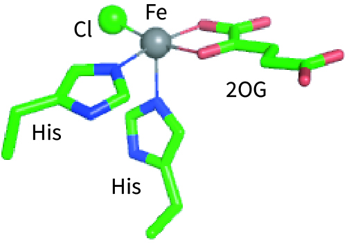 Active site of a 2OG-dependent halogenase