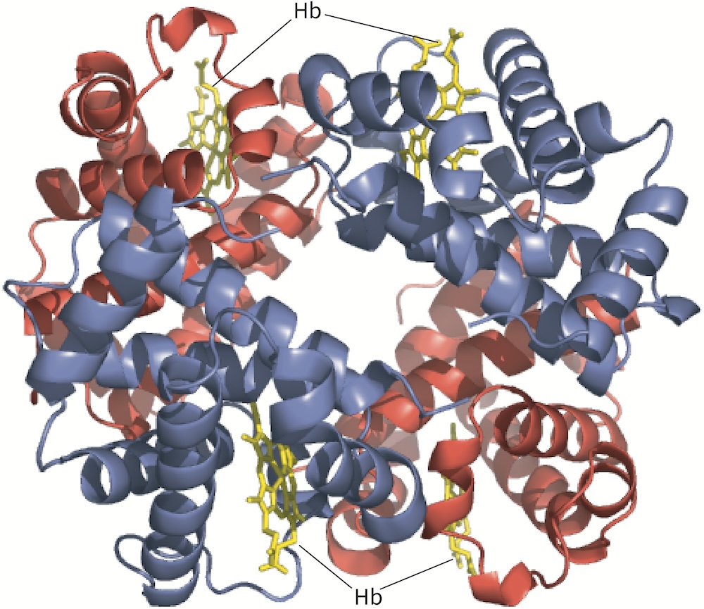 haemoglobin