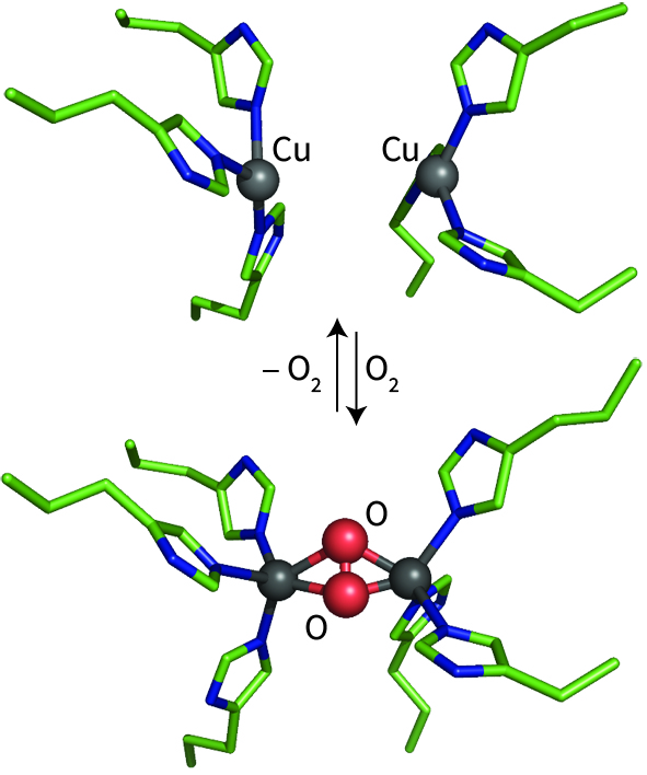 active site of haemocyanin
