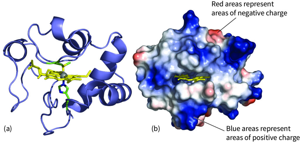 Mitochondrial Cytochrome C