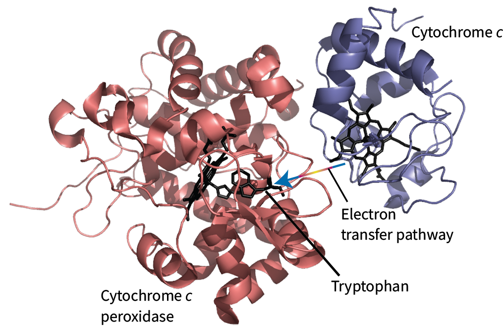 The bimolecular ET complex between cytochrome c and cytochrome c peroxidase 