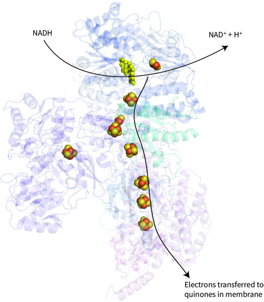 A series of FeS clusters