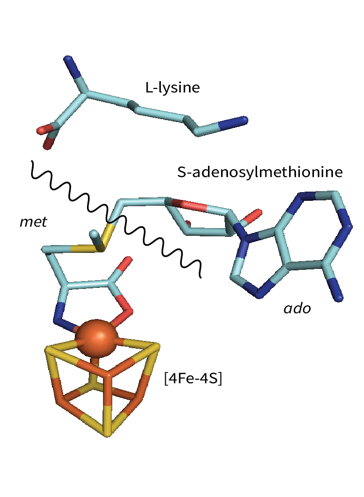 [4Fe-4S] cluster in radical SAM enzyme