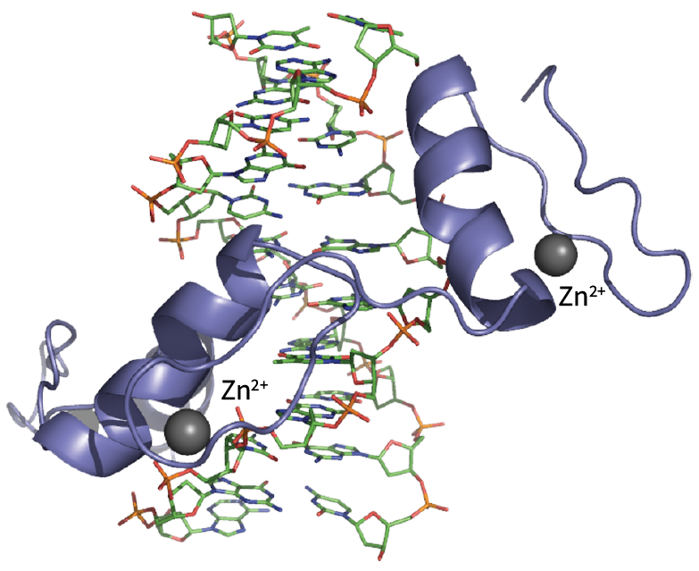 Zn fingers and DNA 
