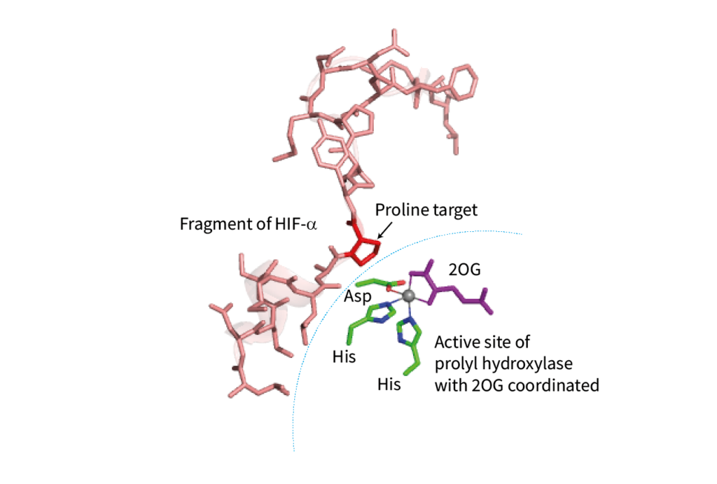 prolyl oxygenase and HIF alpha