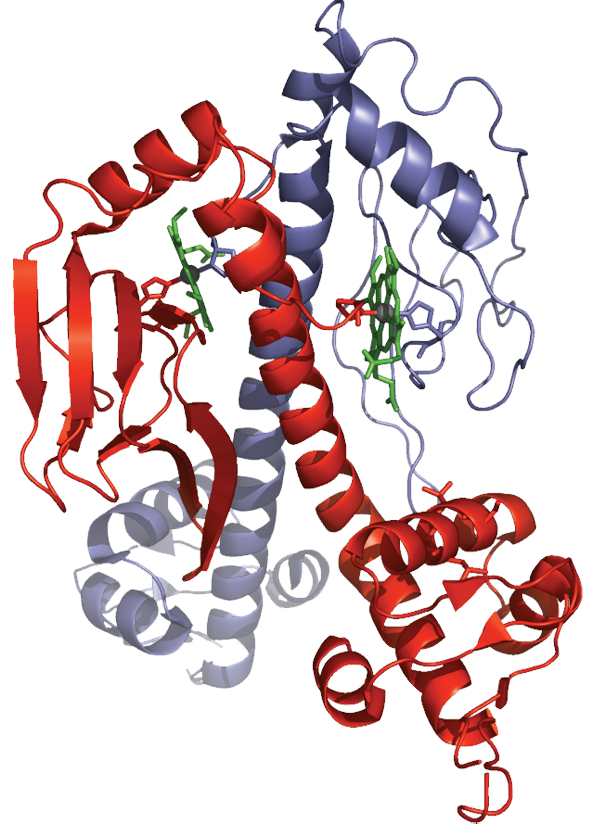Structure of CooA, a Bacterial CO Sensor and Transcription Factor