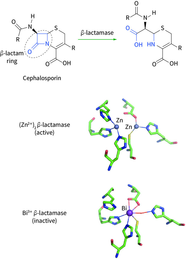 Zn in beta lactamase