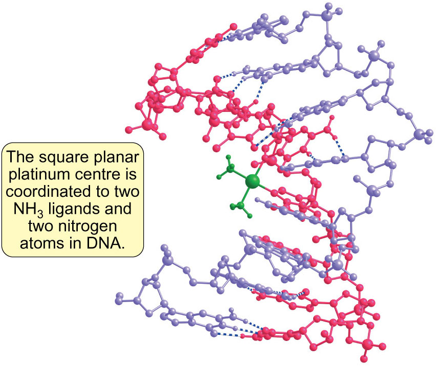 Platinum coordinates to DNA causing it to twist, and this stops the DNA from replicating. 